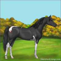Horse Color:Black Tobiano 