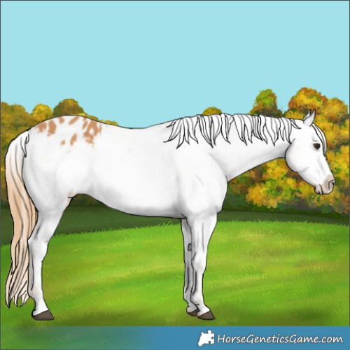 Horse Color:Chestnut Appaloosa 