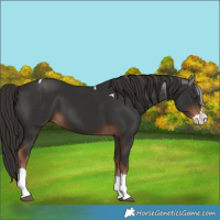 Horse Color:Liver Chestnut Splash Tobiano