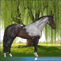 Horse Color:Brown Tobiano 