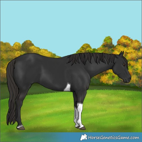 Horse Color:Liver Chestnut Tobiano 