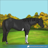 Horse Color:Liver Chestnut Tobiano 