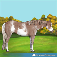 Horse Color:White Spotted Chestnut Sabino Frame 