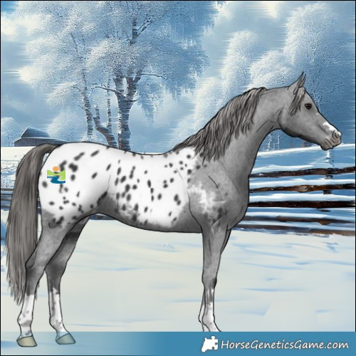Horse Color:Black Appaloosa 