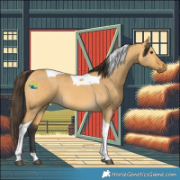 Horse Color:Buckskin Dun Tobiano 