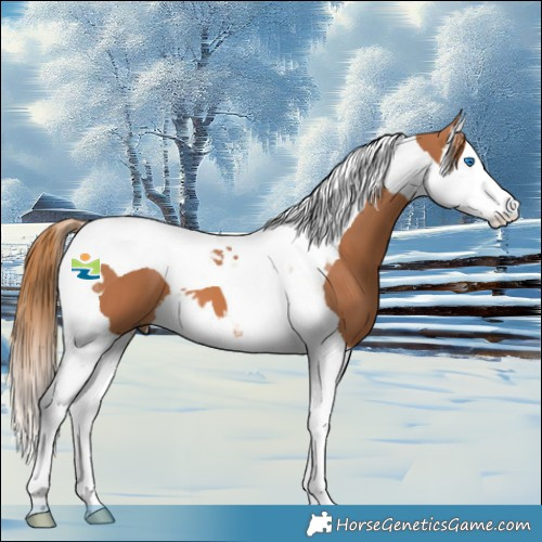 Horse Color:Chestnut Splash Tobiano 
