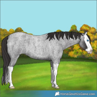 Horse Color:Smoky Blue Roan Splash 