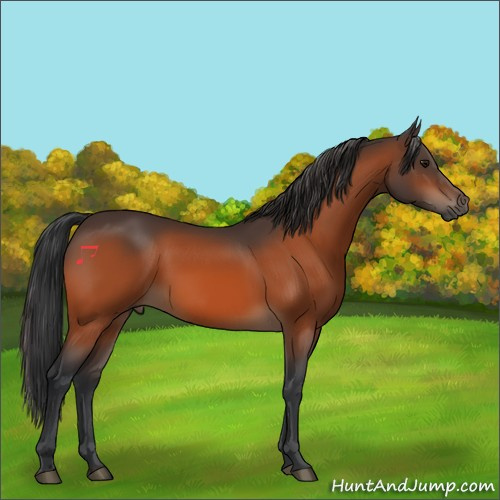 Horse Color:Bay 