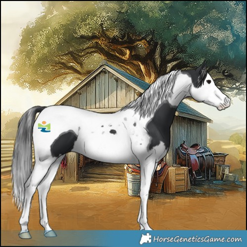 Horse Color:Black Splash Tobiano 