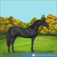 Horse Color:Black 