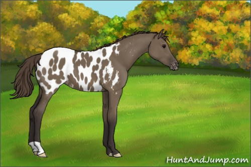 Horse Color:Smoky Grullo Appaloosa 