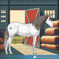 Horse Color:Brown Roan Splash Appaloosa 