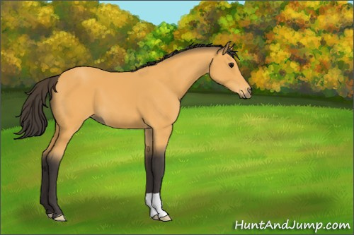 Horse Color:Buckskin 