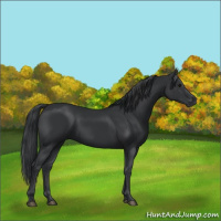 Horse Color:Black 