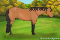 Horse Color:Bay Rabicano 