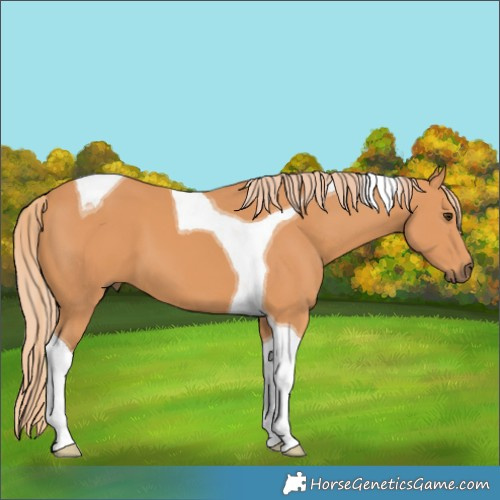 Horse Color:Chestnut Tobiano 