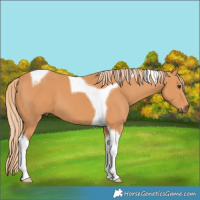 Horse Color:Chestnut Tobiano 