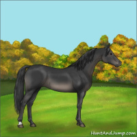 Horse Color:Black 