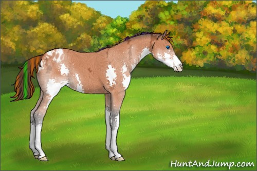 Horse Color:Painted Bay Ice Splash Appaloosa 