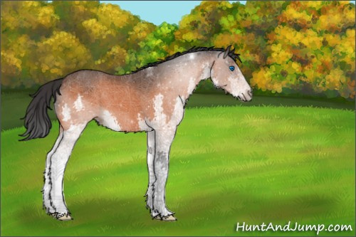 Horse Color:Bay Splash 