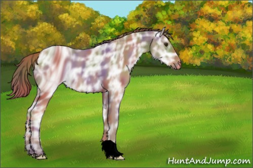 Horse Color:ERROR: UNKNOWN ANOMALY