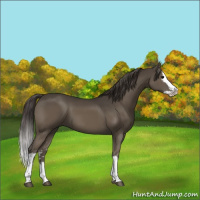 Horse Color:White Spotted Smoky Black Splash 