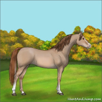 Horse Color:White Spotted Red Dun Splash 