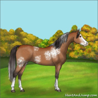 Horse Color:White Spotted Buckskin Splash 