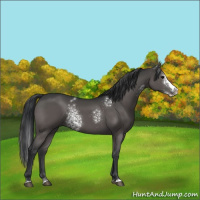 Horse Color:White Spotted Black Splash 