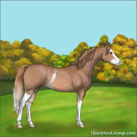 Horse Color:White Spotted Chestnut Splash