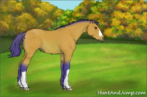 Horse Color:Watercolor Bay 