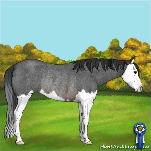 Horse Color:Brown Roan Splash Rabicano 