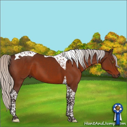 Horse Color:Silver Brown Tobiano 