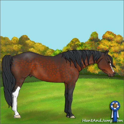Horse Color:Brown 