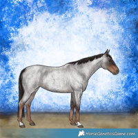 Horse Color:Liver Red Roan 