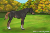 Horse Color:Liver Chestnut Tobiano 