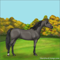 Horse Color:Grullo