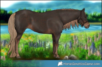 Horse Color:Liver Chestnut 
