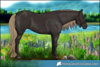 Horse Color:Liver Chestnut 