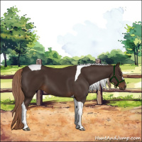 Horse Color:Liver Chestnut Tobiano