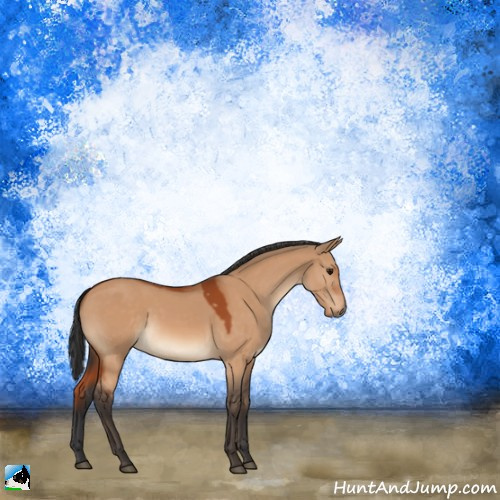 Horse Color:Bay Dun 