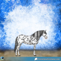 Horse Color:Black Sabino Appaloosa Rabicano