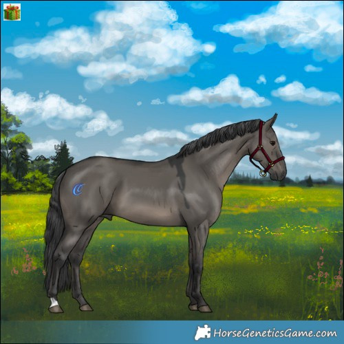 Horse Color:Grullo 