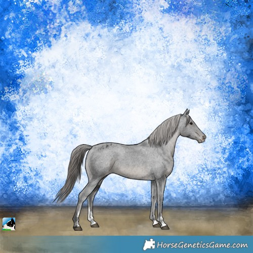 Horse Color:Black Sabino Appaloosa Rabicano