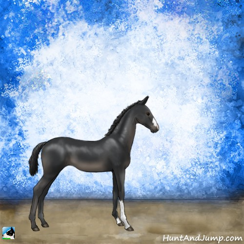 Horse Color:Black 