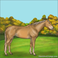 Horse Color:Palomino 
