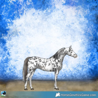 Horse Color:Black Sabino Near Leopard Rabicano 