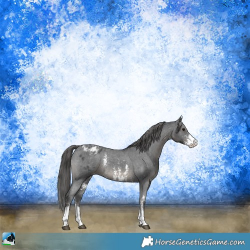 Horse Color:Black Sabino Appaloosa Rabicano