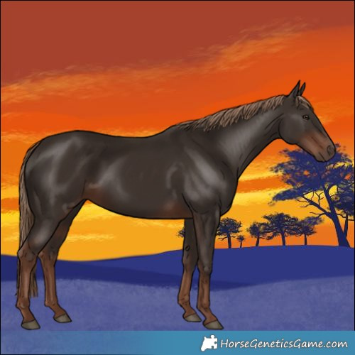 Horse Color:Liver Chestnut