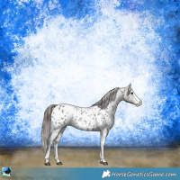 Horse Color:Grullo Sabino Near Leopard Rabicano 